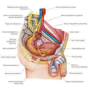 Nerves of the male pelvis (Spanish)