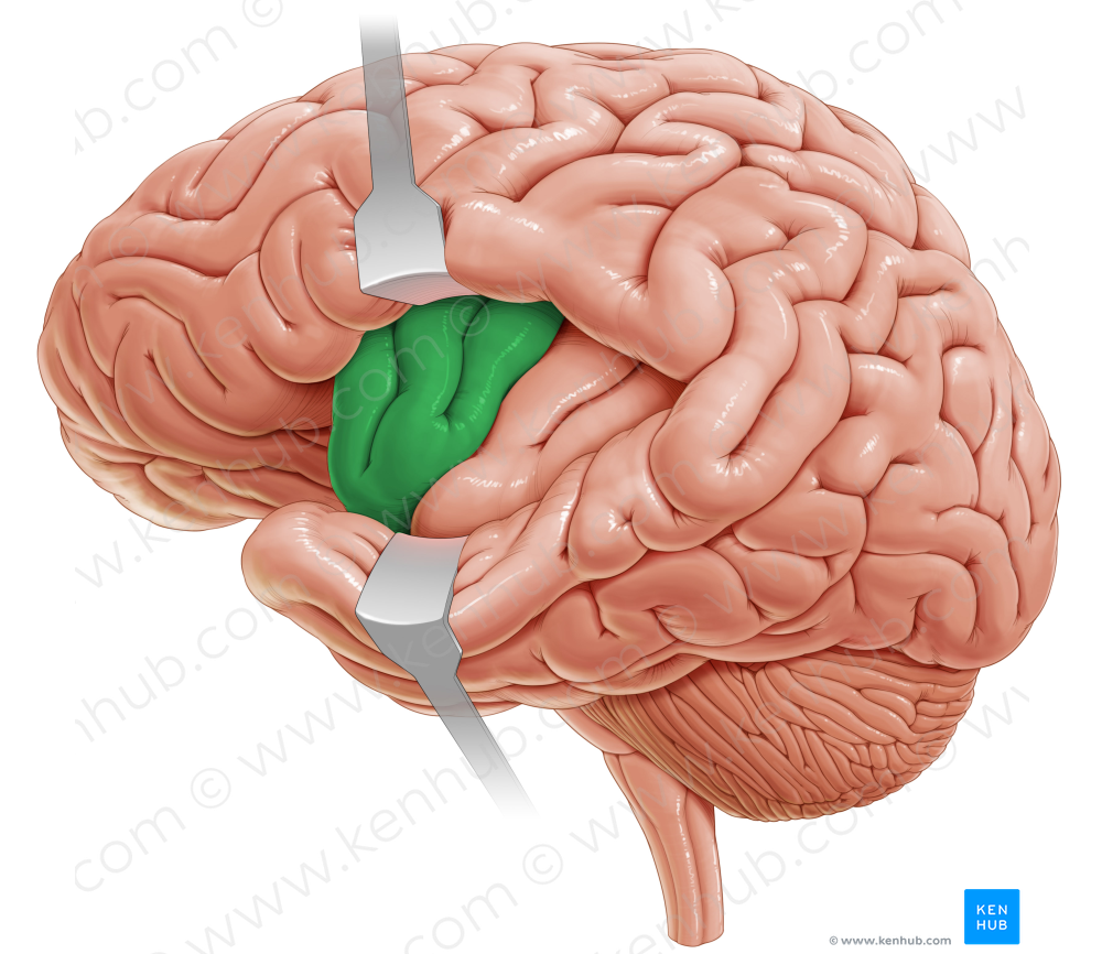 Short gyri of insula (#4160)