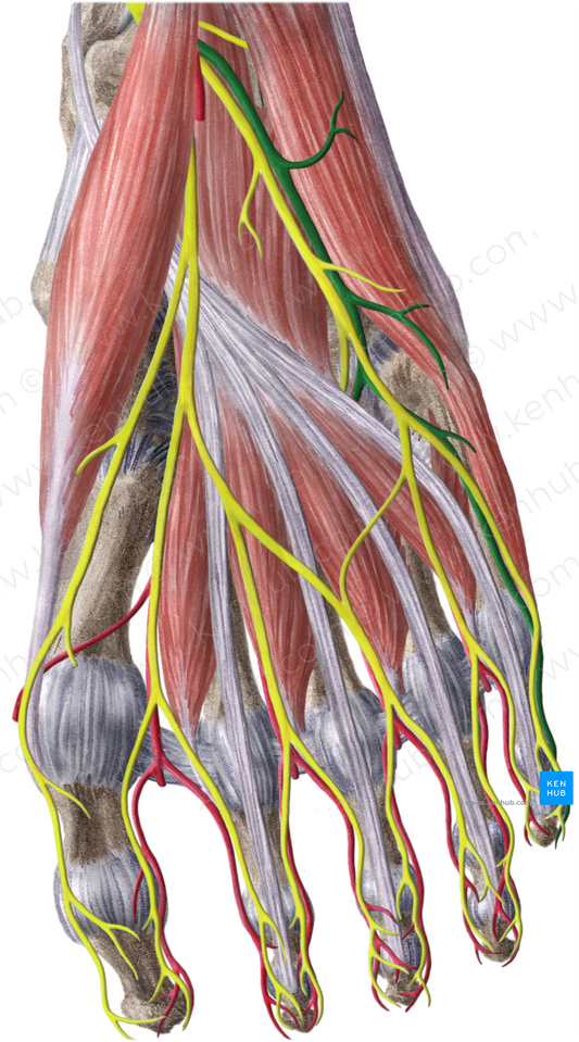 Lateral plantar artery (#1633)