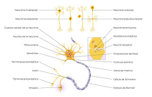 Neurons: Structure and types (Spanish)
