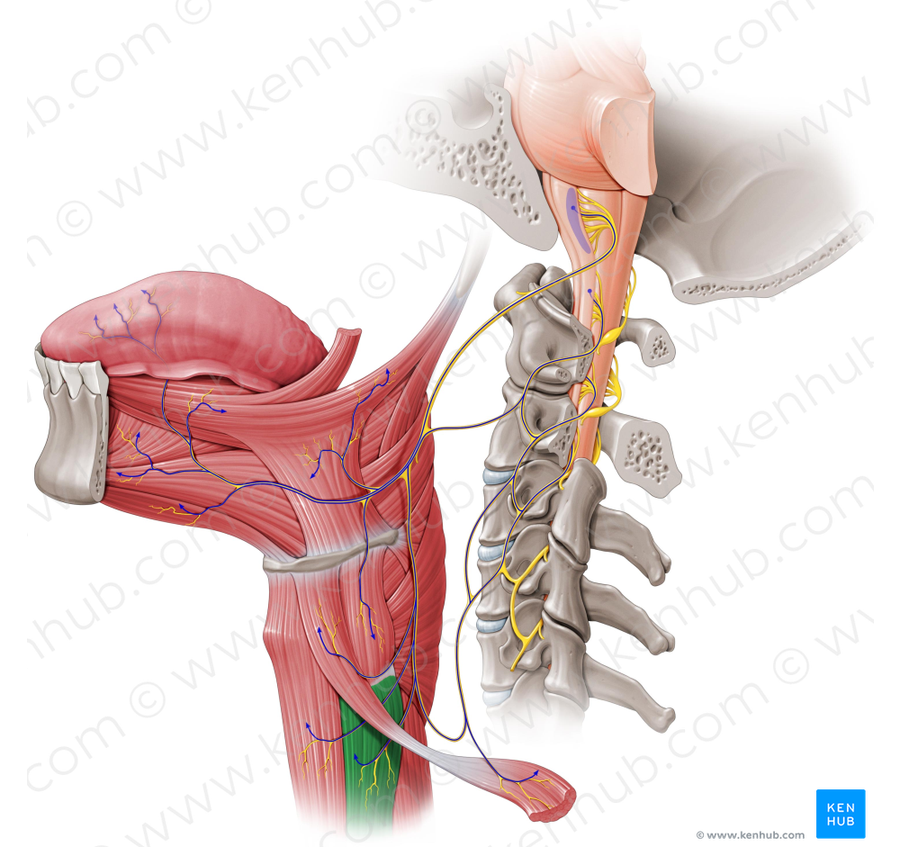 Sternothyroid muscle (#6024)