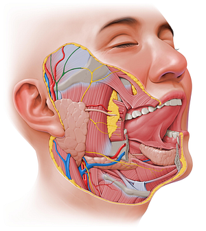 Temporal branches of facial nerve (#8574)