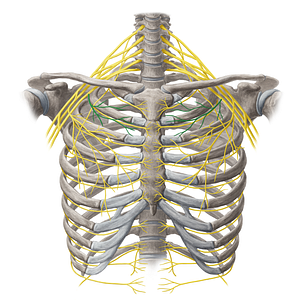 Medial pectoral nerve (#6654)