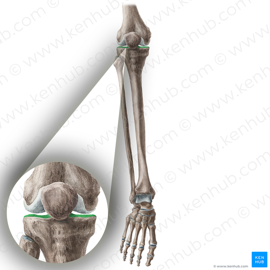 Tibial plateau (#18161)