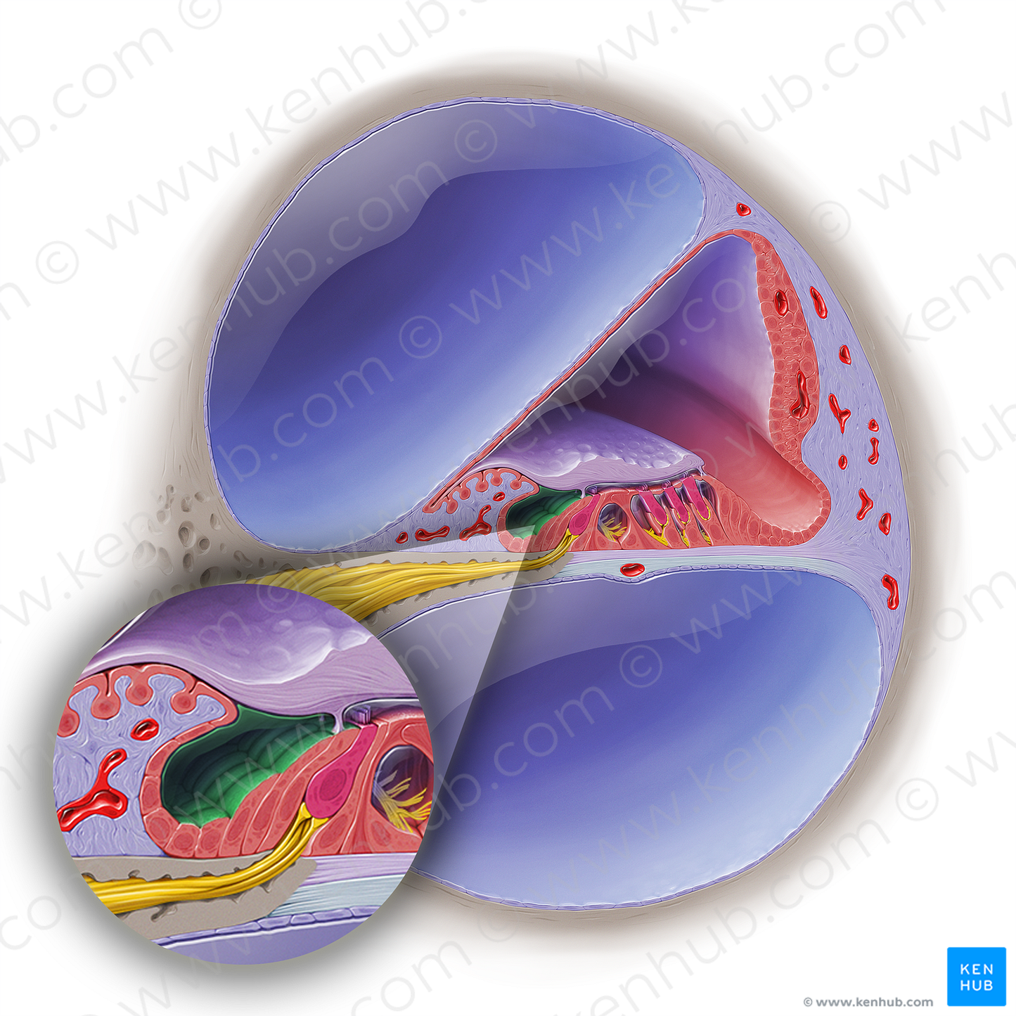 Inner spiral sulcus of cochlear duct (#19031)