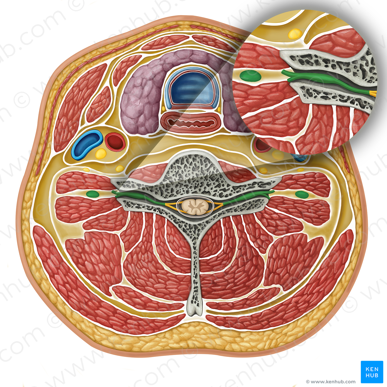 Spinal nerve (#17324)