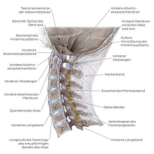 Craniovertebral ligaments and joints (German)