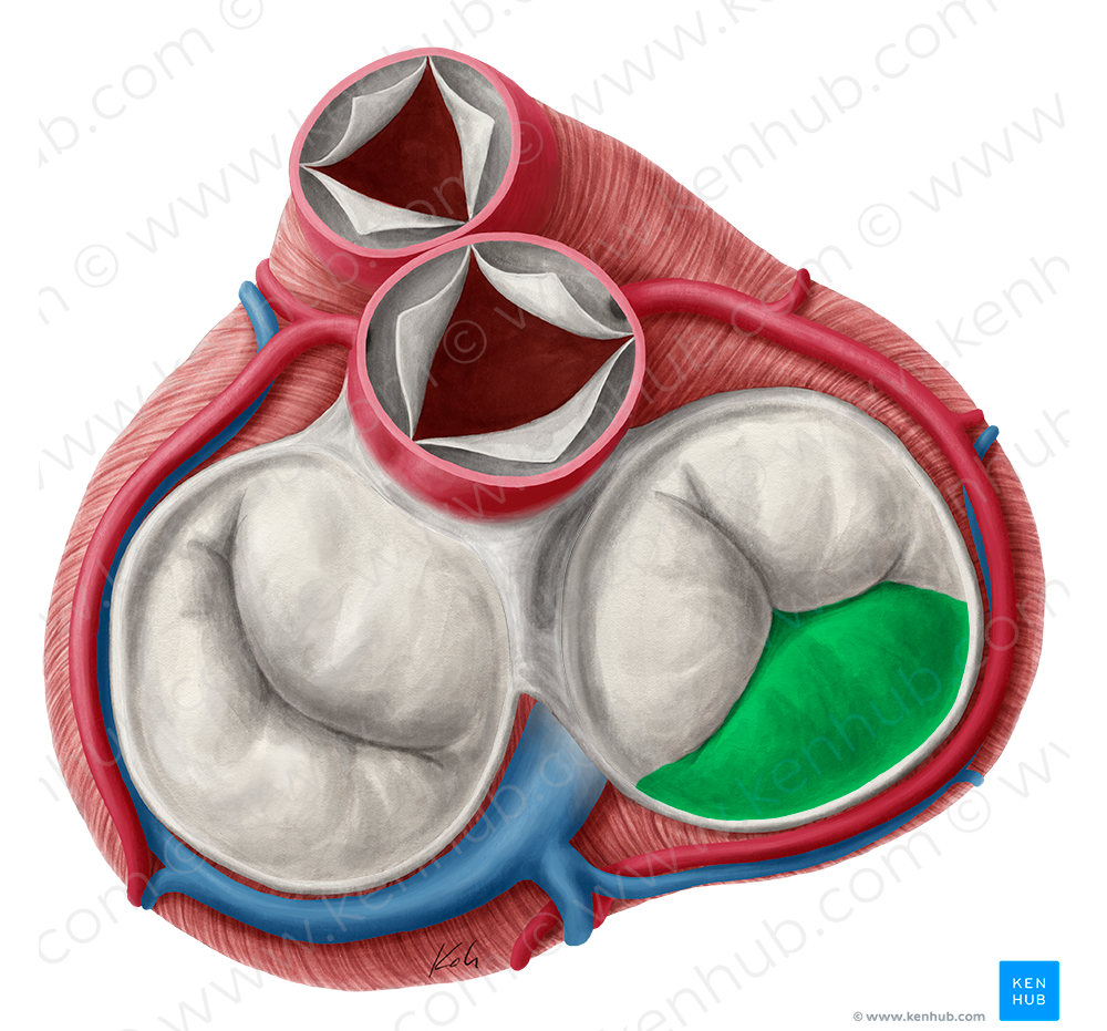 Inferior leaflet of right atrioventricular valve (#3185)