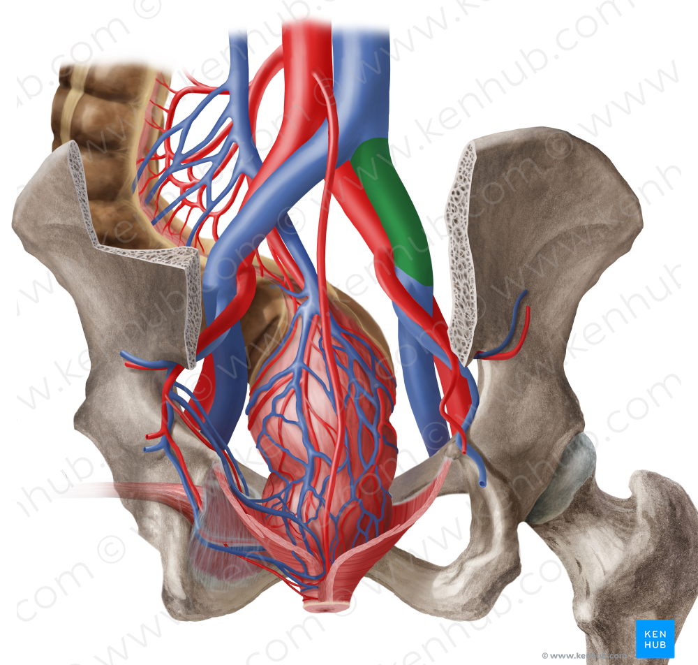 Right common iliac vein (#10286)