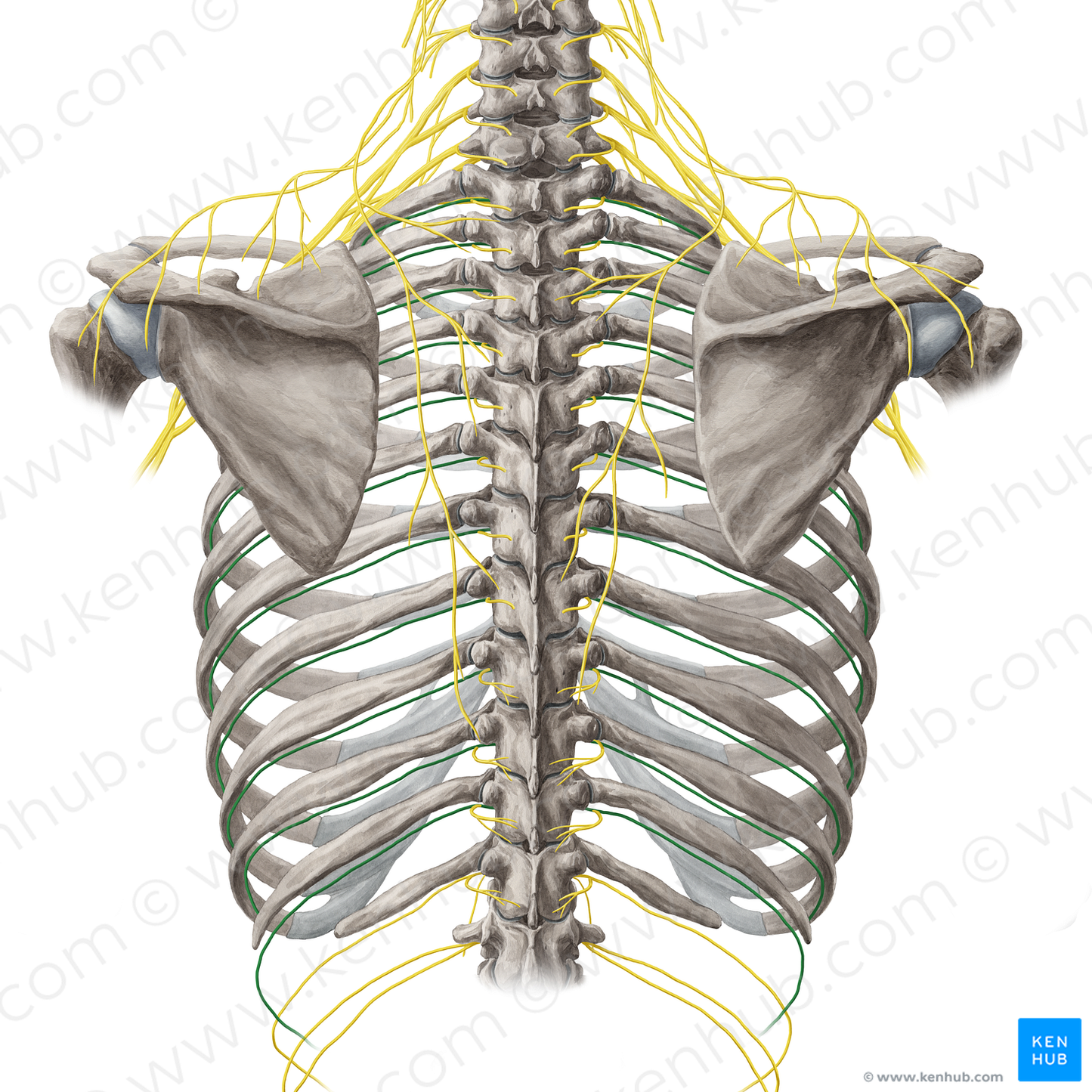 Intercostal nerve (#6237)