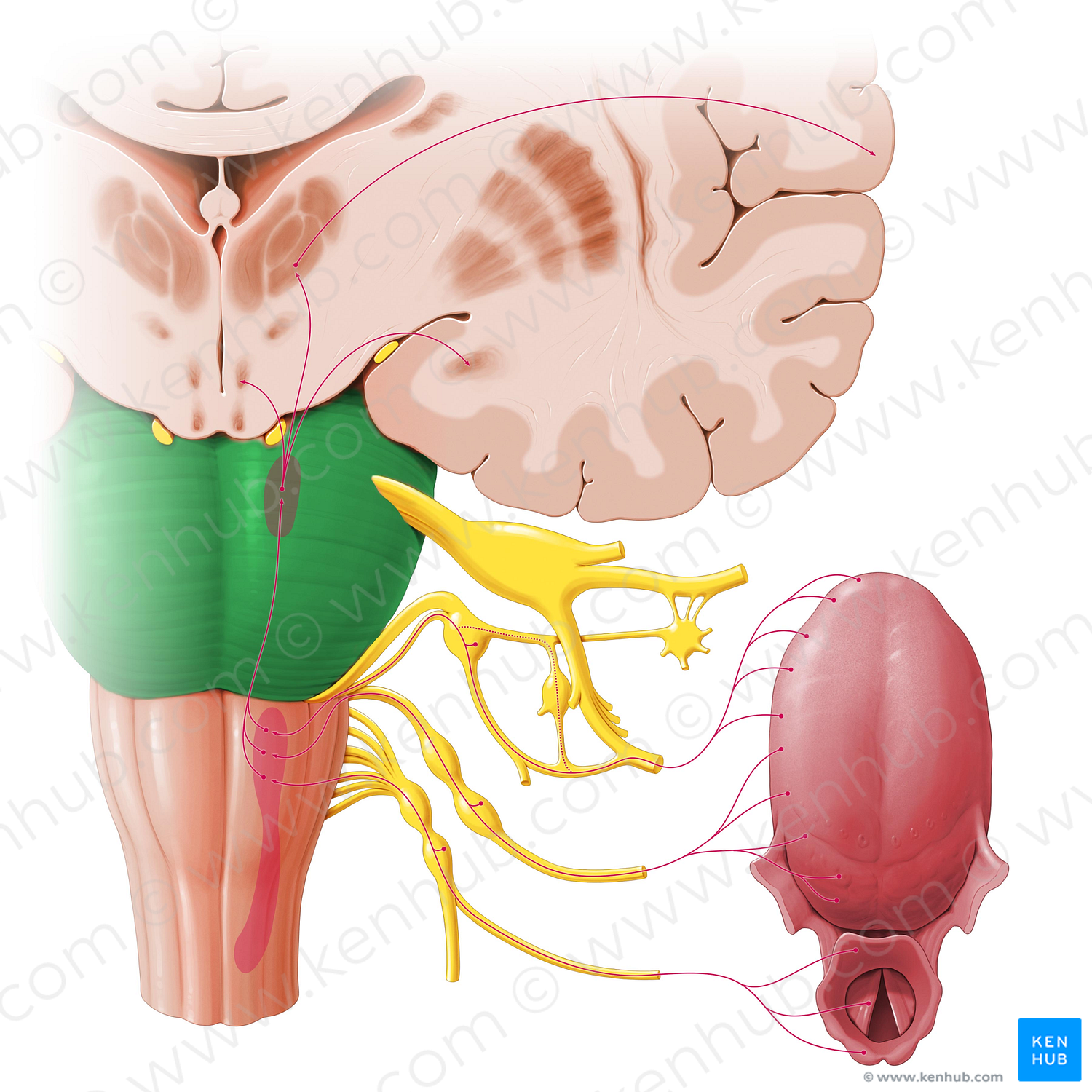 Pons (#8142)