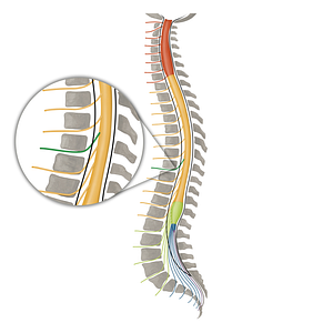 Spinal nerve T8 (#16154)