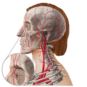 Ophthalmic artery (#21801)