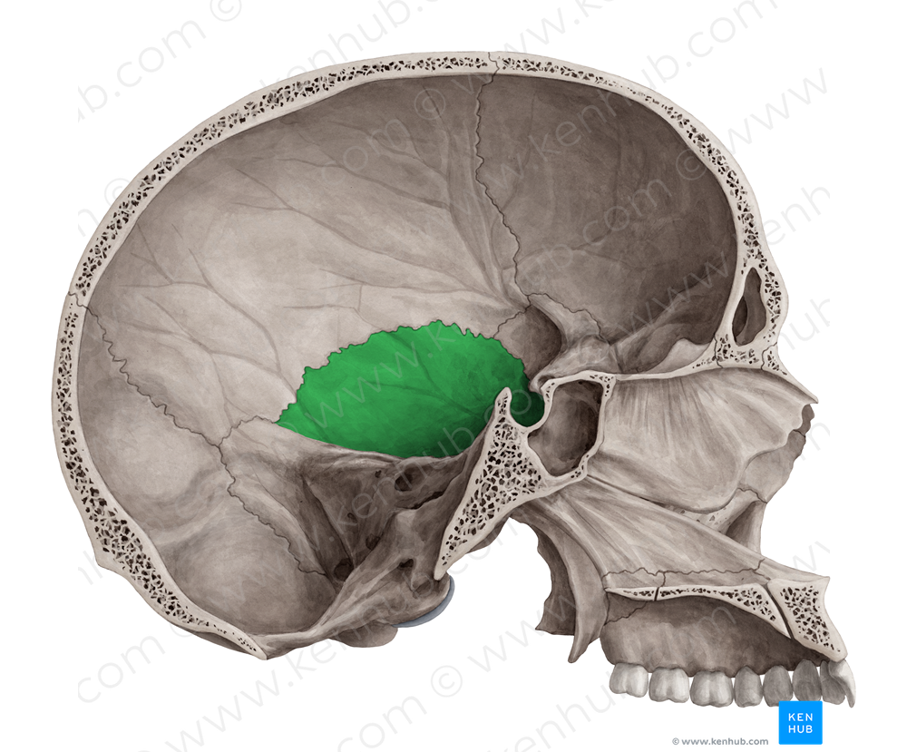 Squamous part of temporal bone (#20135)