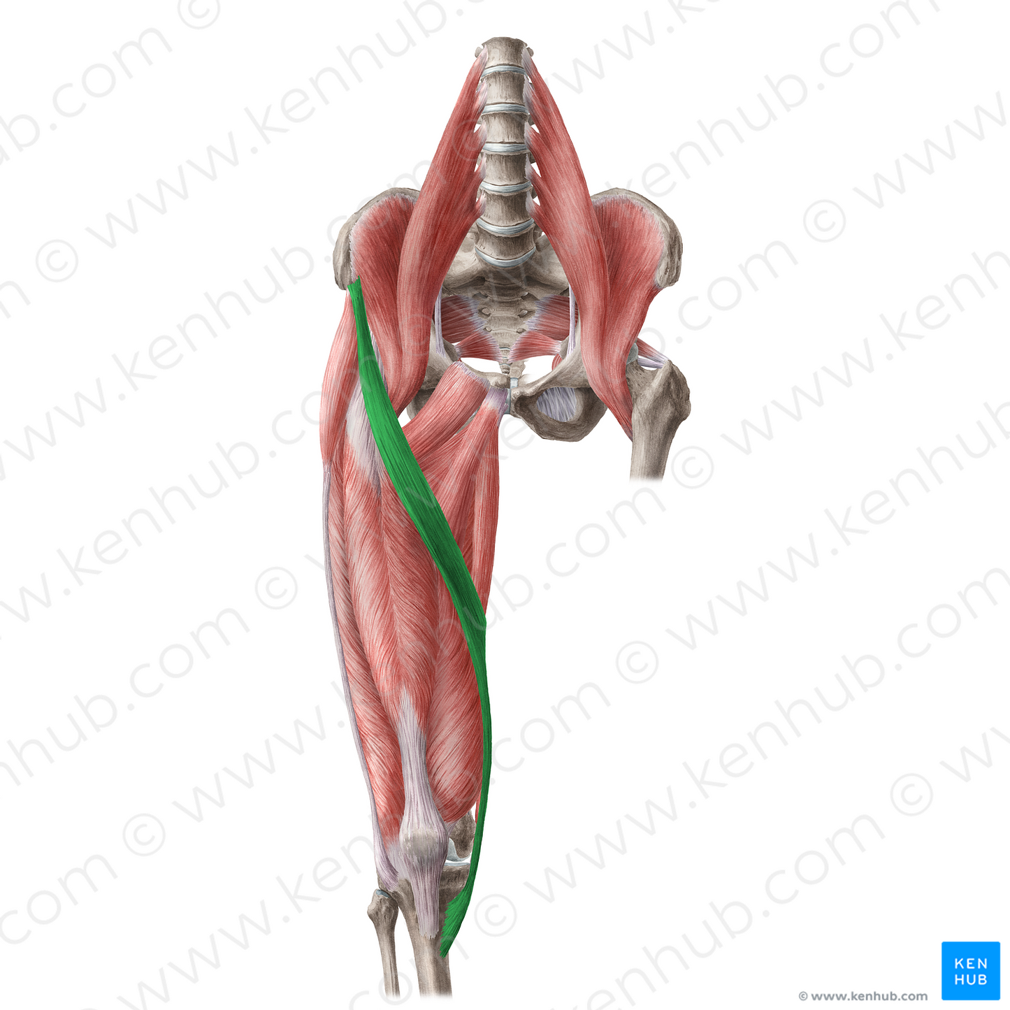 Sartorius muscle (#5891)
