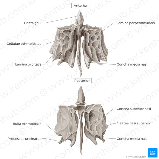 Ethmoid bone (anterior and posterior views) (Latin)