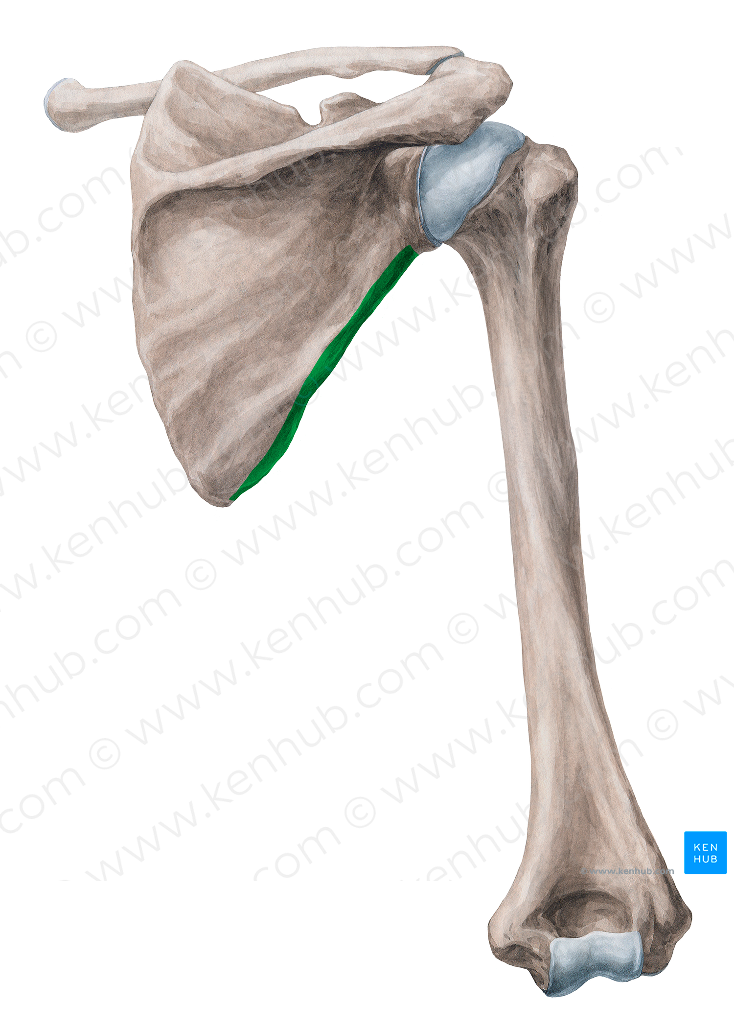 Lateral border of scapula (#4935)