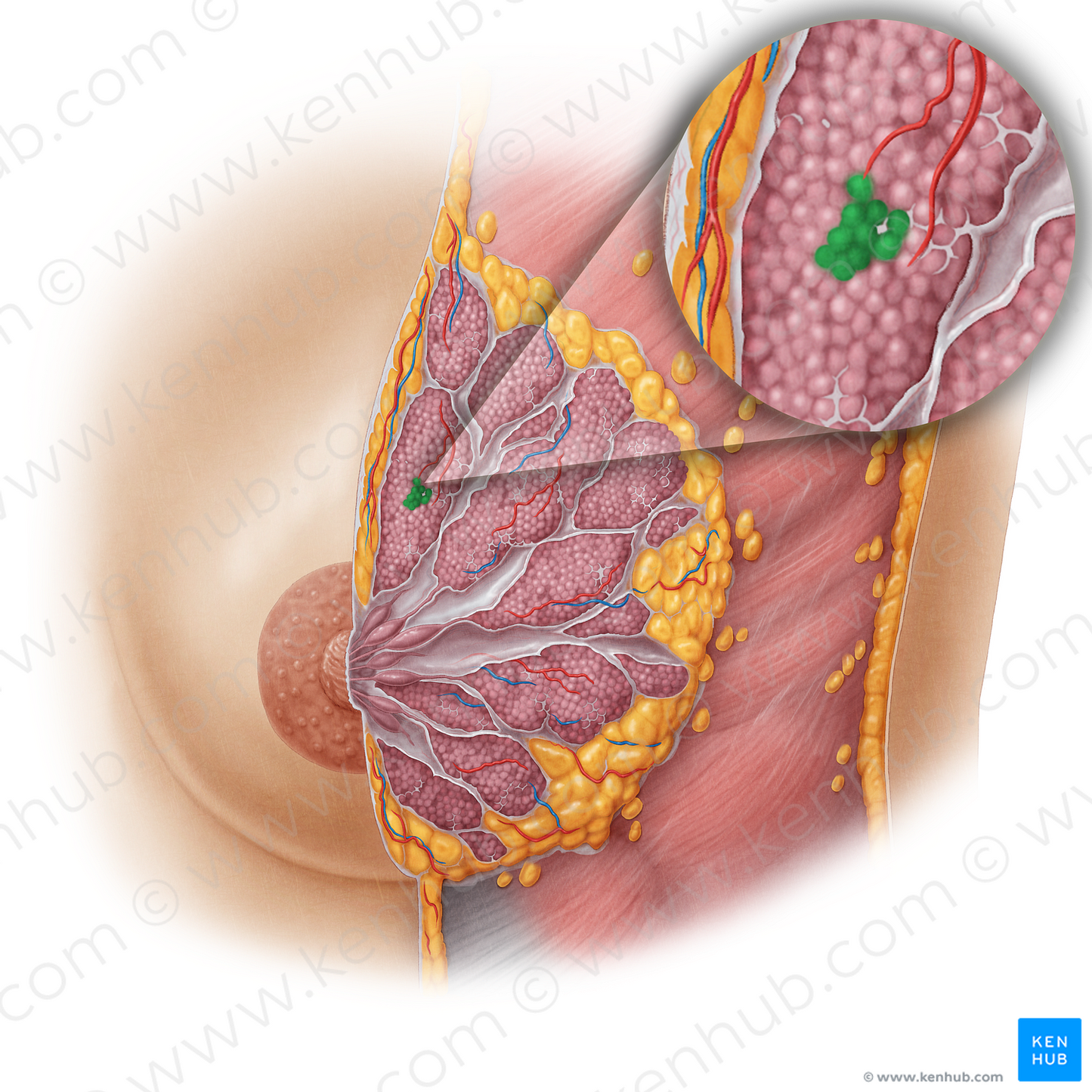 Lobules of mammary gland (#4752)