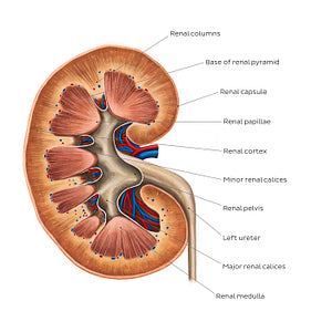 Kidney structure (English)