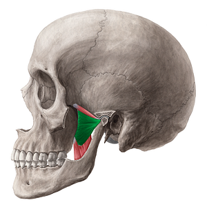 Inferior head of lateral pterygoid muscle (#7721)