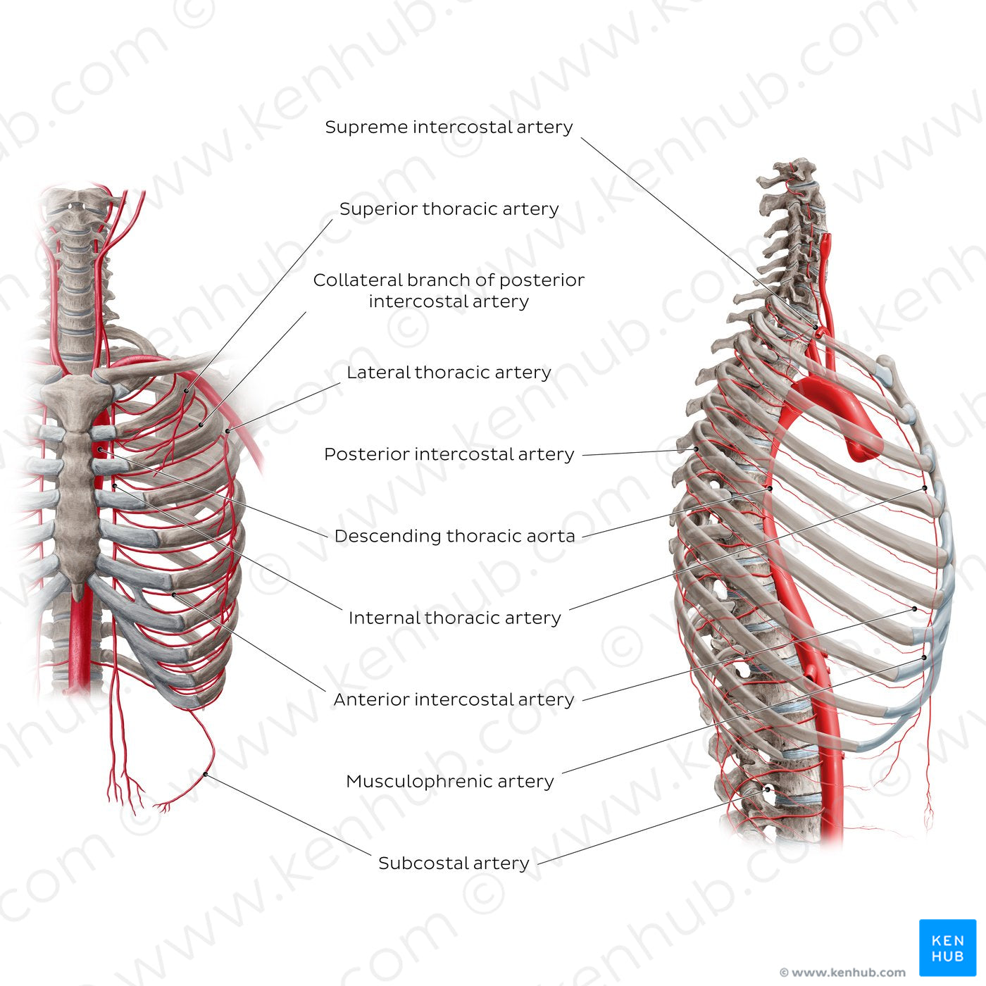 Arteries of the thoracic wall (English)