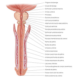 Penis and male urethra (Portuguese)