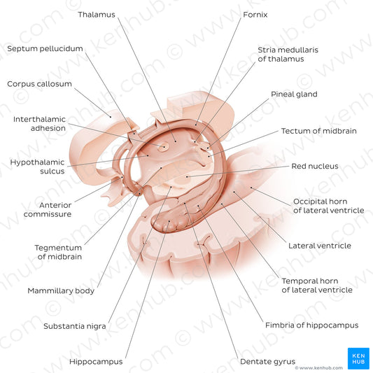 Hippocampus and fornix (English)