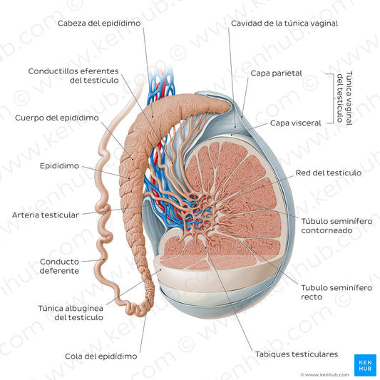 Testis and epididymis (Spanish)