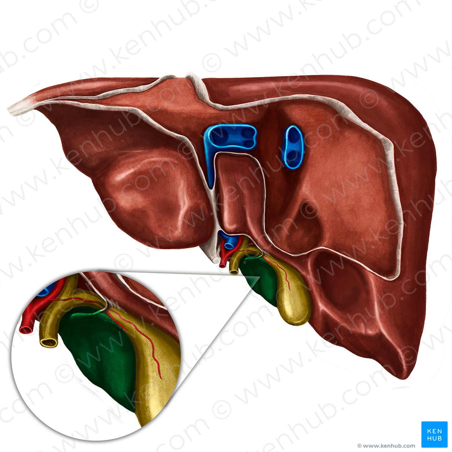 Quadrate lobe of liver (#4858)