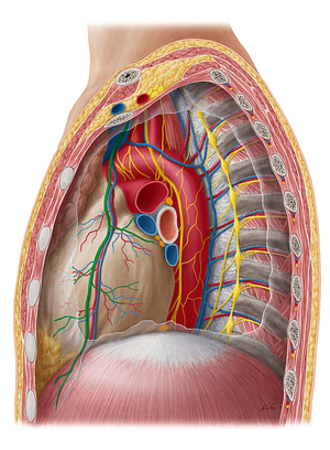 Left phrenic nerve (#6683)