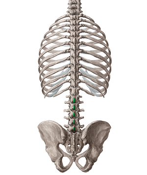 Spinous processes of vertebrae L1-L5 (#8260)
