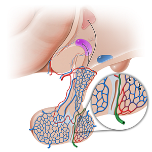 Inferior hypophyseal artery (#16247)