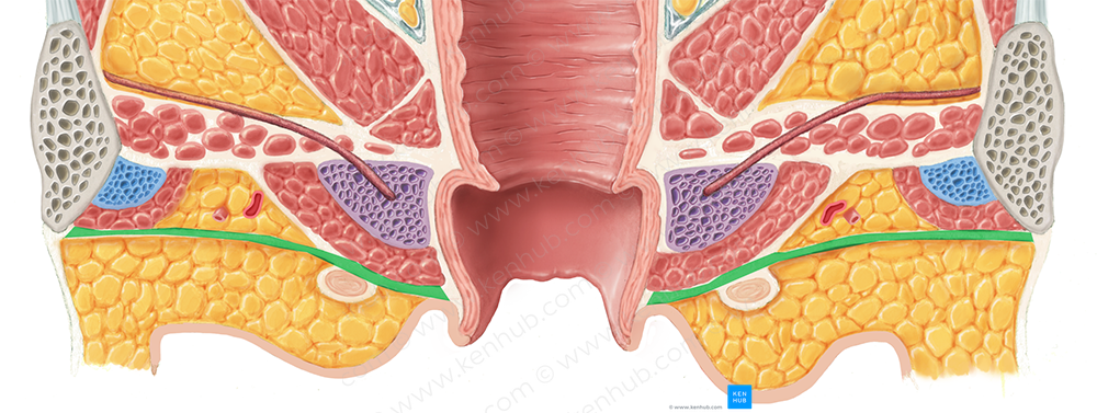 Perineal fascia (#3576)