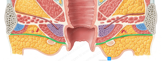 Perineal fascia (#3576)