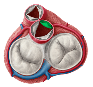 Right coronary leaflet of aortic valve (#9920)