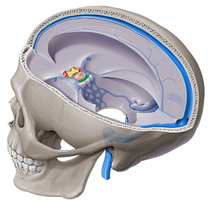 Posterior intercavernous sinus (#9019)