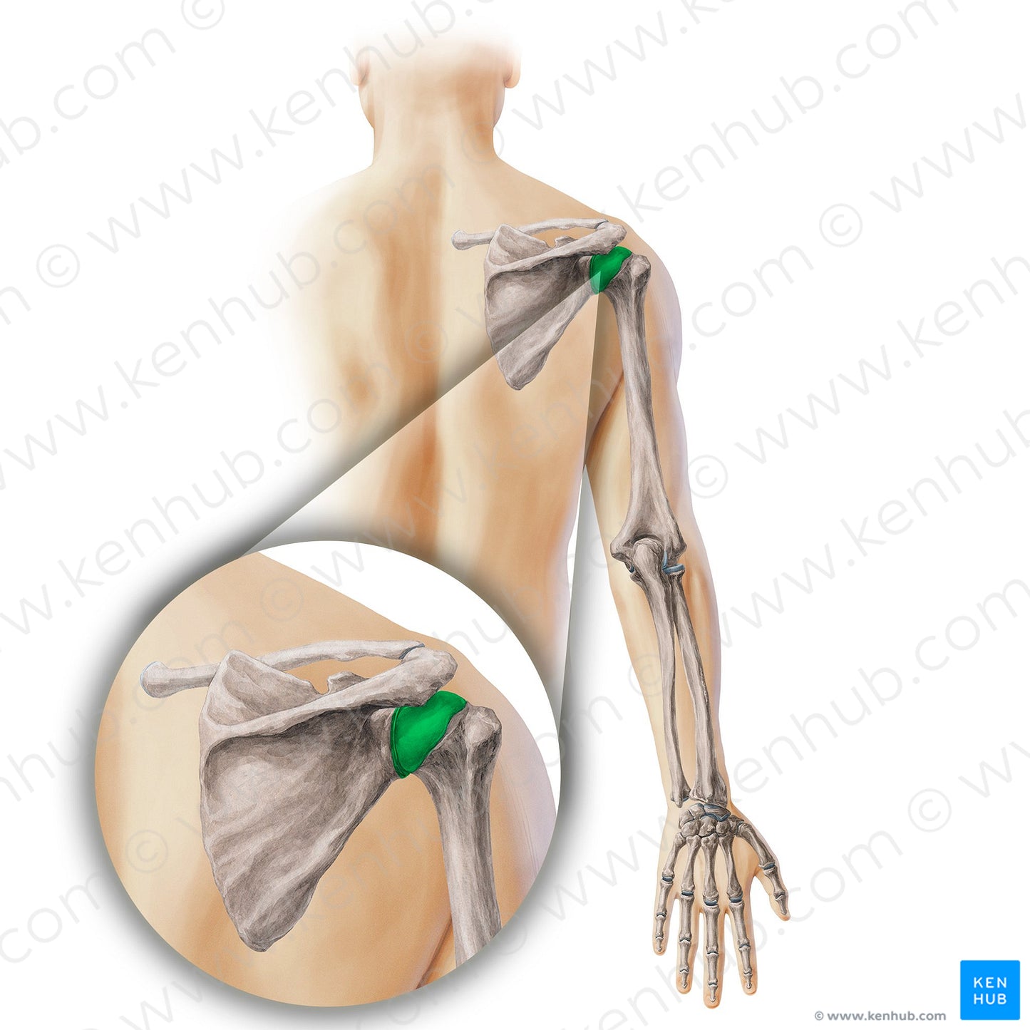 Glenohumeral joint (#19890)