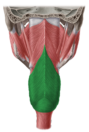 Inferior pharyngeal constrictor muscle (#5263)