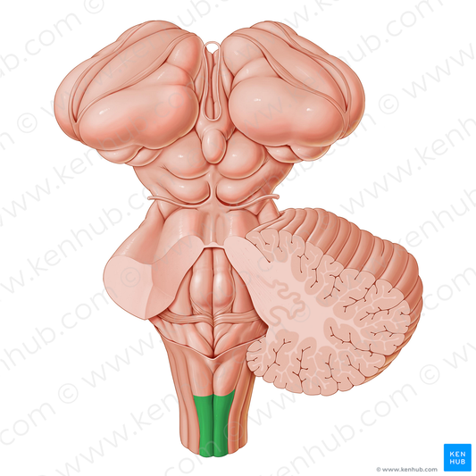 Gracile fasciculus (#3600)