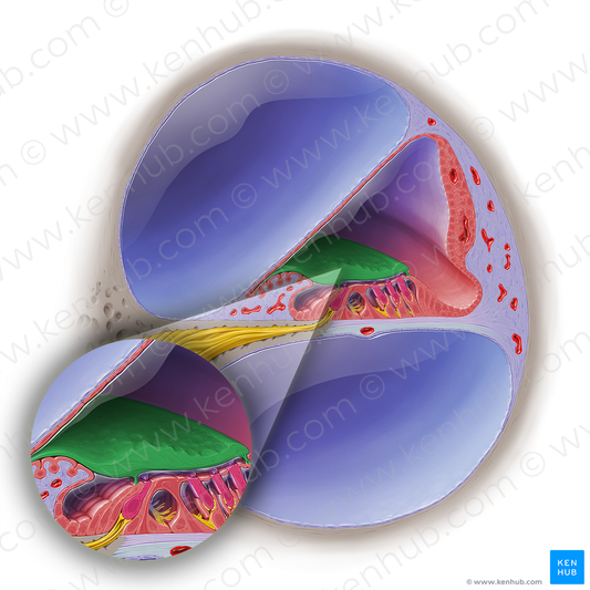 Tectorial membrane of cochlear duct (#19037)