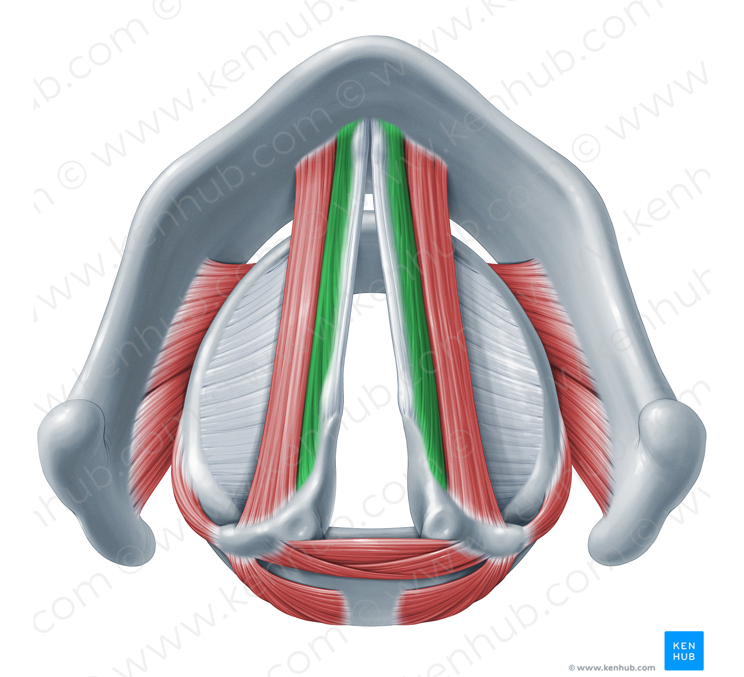Vocalis muscle (#18376)