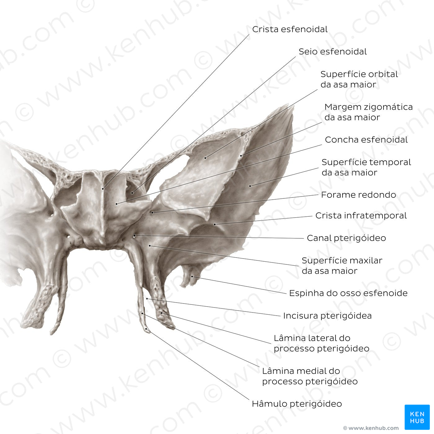 Sphenoid bone (anterior view) (Portuguese)