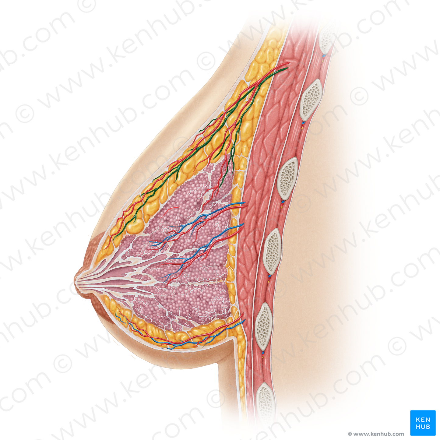 Lateral thoracic vein (#19632)