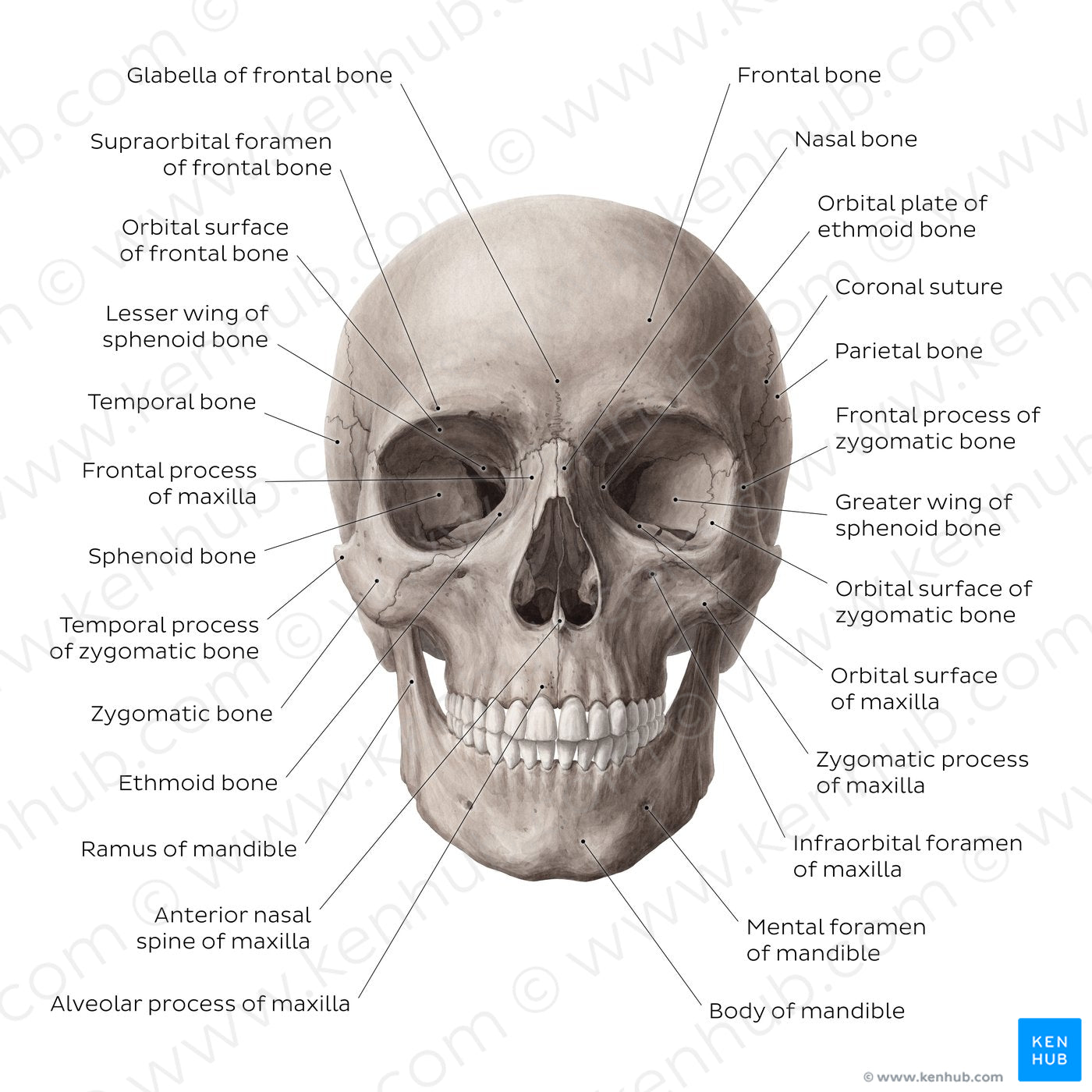 Anterior view of the skull (English)