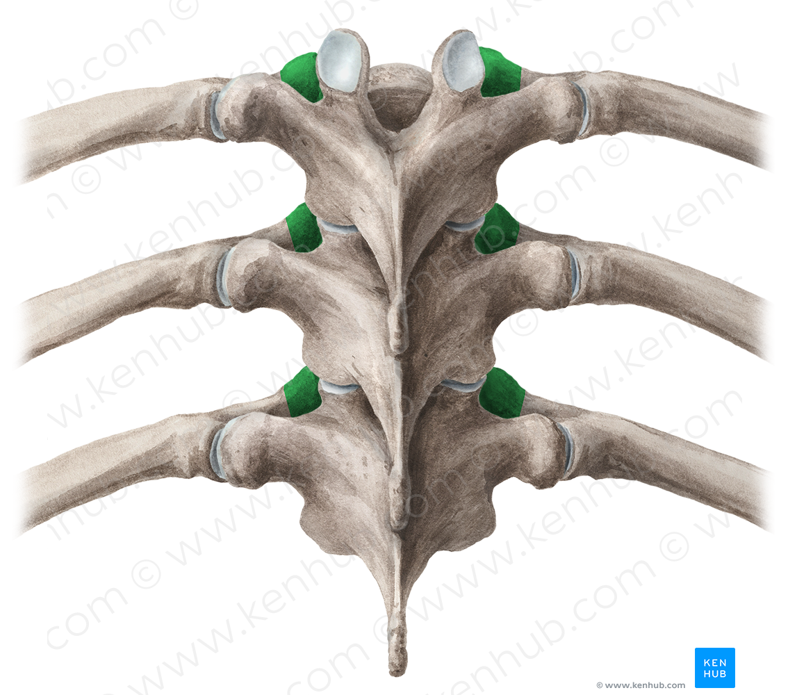 Head of rib (#2380)