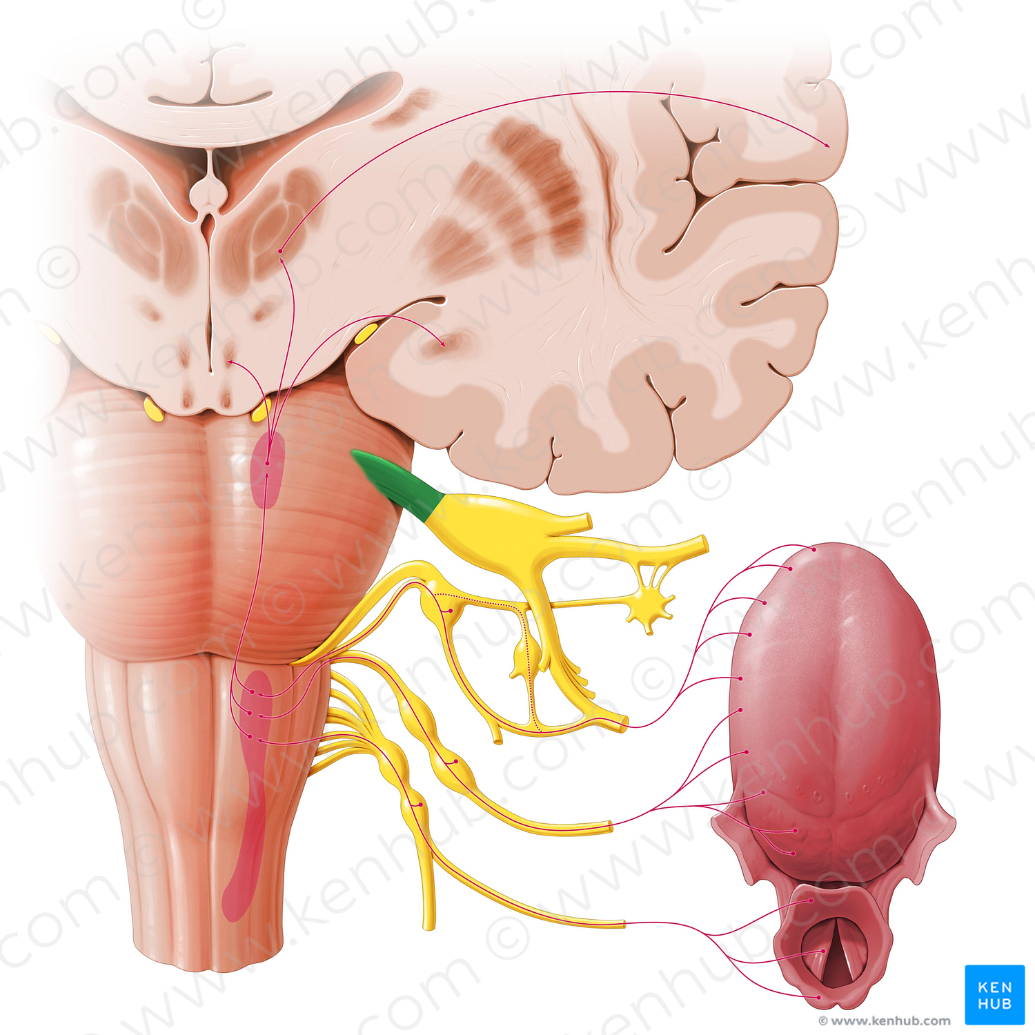 Trigeminal nerve (#6839)