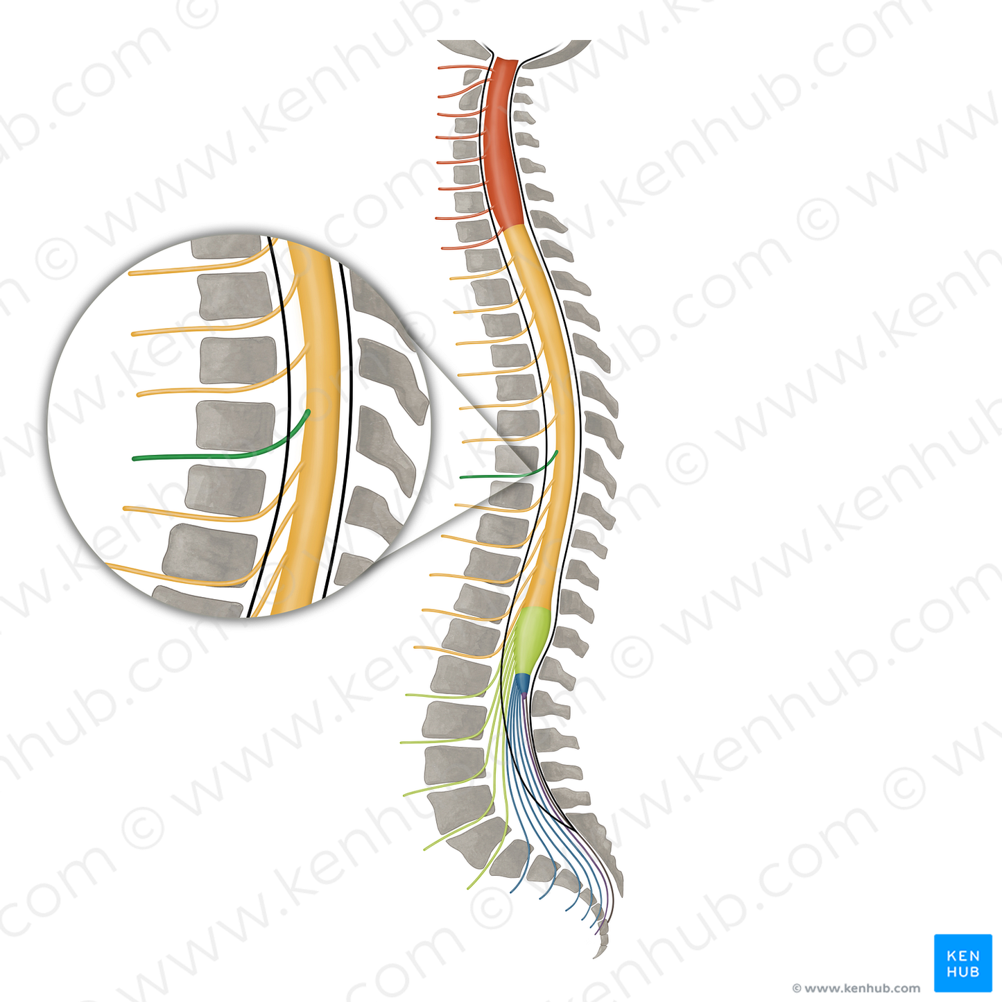 Spinal nerve T7 (#16153)