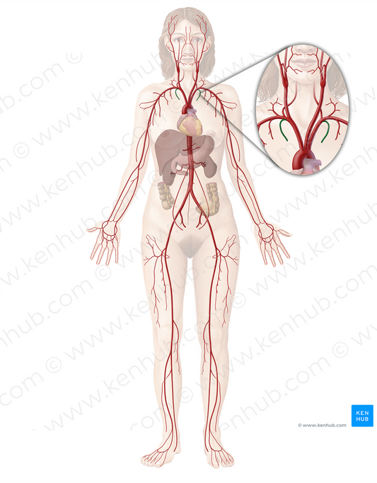 Internal thoracic artery (#1912)