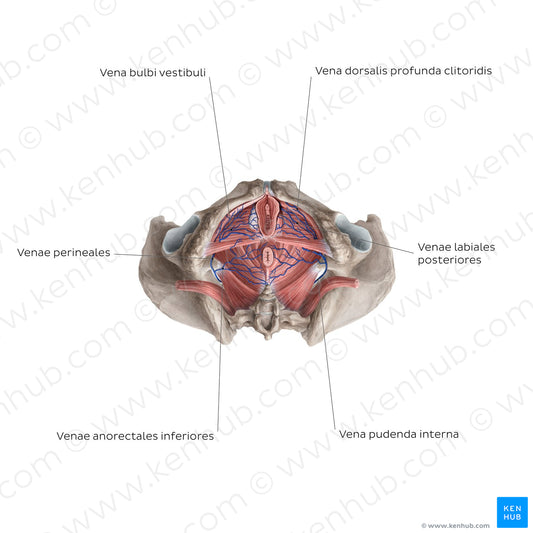 Veins of the clitoris (Latin)