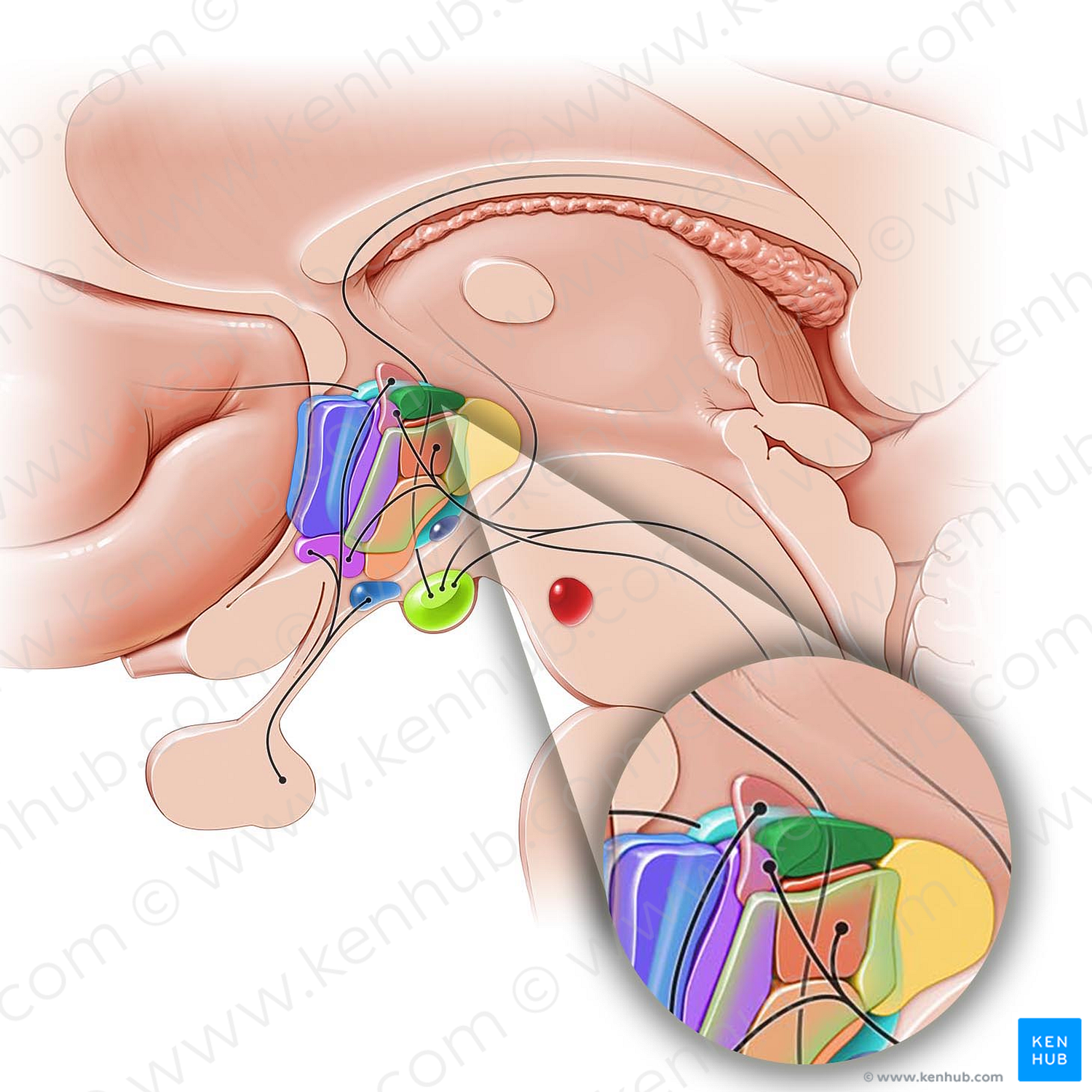 Dorsal hypothalamic area (#10859)